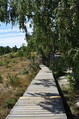 Tranquil lake surrounded by lush greenery and tall reeds  