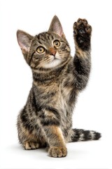 Fototapeta premium Playful kitten with raised paw (1)