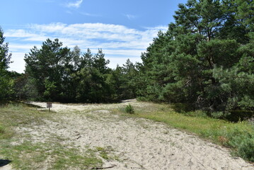 Sandy path through lush green forest under blue sky  