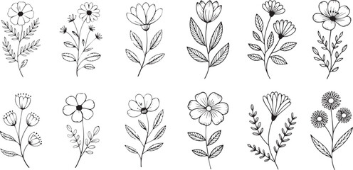 Elegant botanical sketch collection of delicate floral illustrations