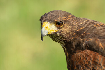 Closeup portrait of a Harris Hawk