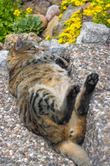 Cute tabby cat lies on his back on stairs in a garden