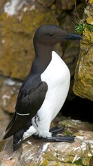 Fototapeta premium Close-up of a seabird on rocks
