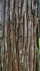 Obraz premium Close-up tree bark texture (1)