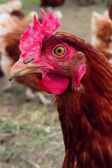 A brown chicken stands prominently, featuring bright wattles and a keen eye, amidst other poultry in a sunny farm setting