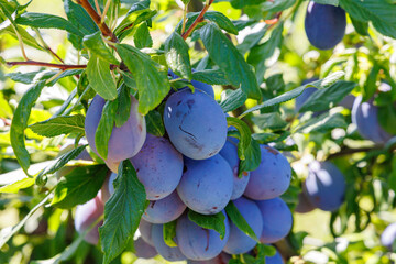 Plum tree laden with ripe purple fruit under bright sunshine in a lush garden setting during the...