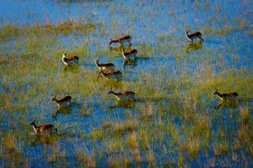 Fototapeten Antilope Aerial view of red lechwe (Kobus leche) wading gracefully through shallow waters of the Okavango Delta, Botswana, surrounded by lush reeds and grasslands under clear African skies.  © Roger de la Harpe
