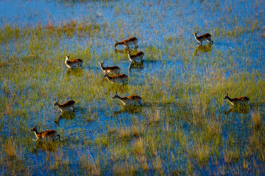 Aerial view of red lechwe (Kobus leche) wading gracefully through shallow waters of the Okavango Delta, Botswana, surrounded by lush reeds and grasslands under clear African skies.