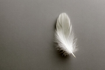Delicate white feather isolated on a textured gray background