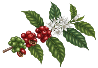 Detailed illustration of coffee plant branch with flowers and beans.