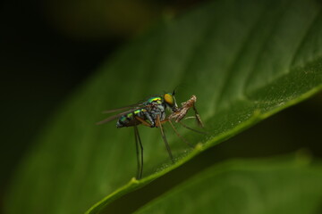 The Long-legged fly (Dolichopodidae) is a predatory insect with a metallic green or iridescent body...