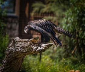 bird of prey