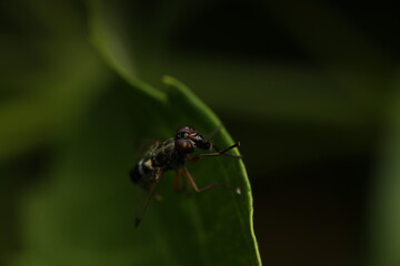 The Thick-legged Hover Fly (Syritta pipiens) is a syrphid fly characterized by its robust hind...