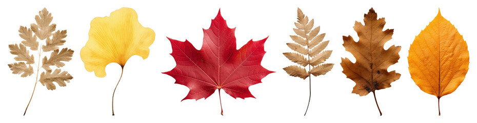 Fototapeta premium PNG Colorful autumn leaves collection, element set on transparent background
