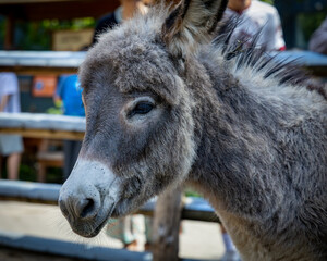 Naklejka premium Donkey portrait at a zoo