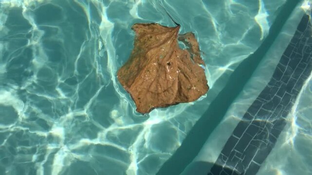 Dead leaf floating in pool water. Debris in pool. Dirty pool