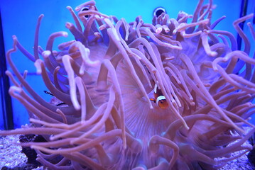 Colorful clownfish swimming among sea anemones in aquarium  