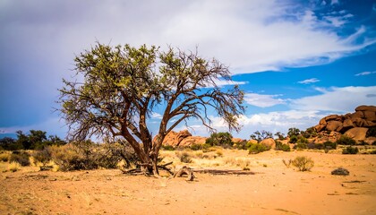 Desert landscape with lone tree (1)