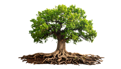 Ancient oak tree with sprawling roots isolated on white background. Png