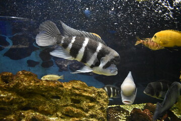 Various fish swimming in a colorful aquarium with rocks