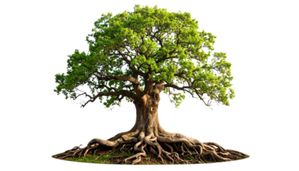 Ancient oak tree with sprawling roots isolated on white background