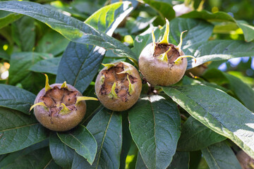 Exotic small unusual Medlar fruit also Mespilus germanica ripening on a tree branch.