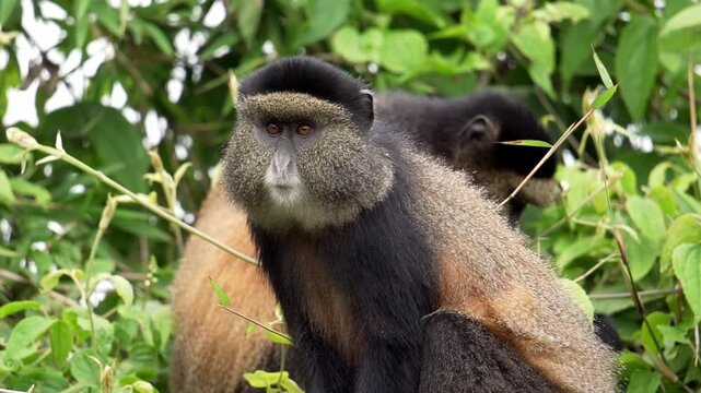 Baby Golden Moneky Rwanda Volcanoes National Park 4K