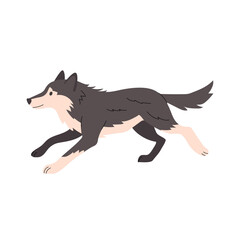 Naklejka premium Flat illustration of a running wolf in side view, with dark grey fur and lighter cream colored accents. Dynamic pose and clean lines make it ideal for wildlife, forest, or adventure themed designs