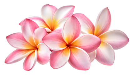 Tropical frangipani (plumeria) flowers isolated on transparent background PNG, perfect for digital design, branding, wallpapers, posters, and print materials
