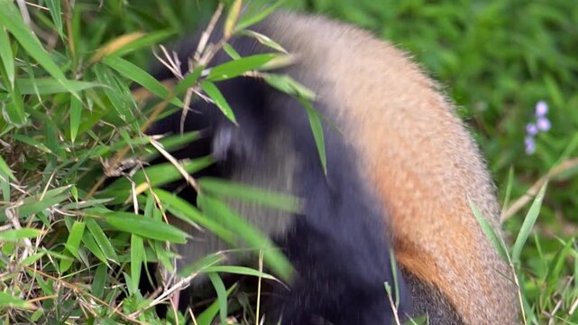 Baby Golden Moneky Rwanda Volcanoes National Park 4K