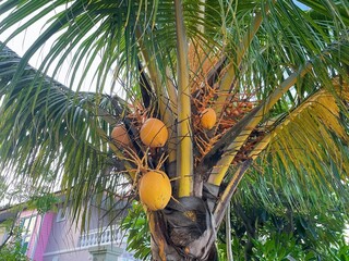 Yellow coconut 