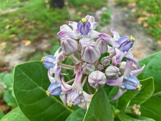 Crown Flower