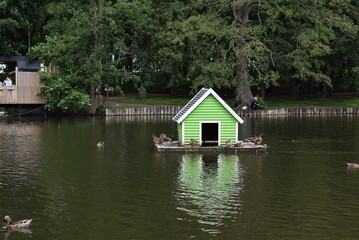 Green duck house floating on water with ducks around it  