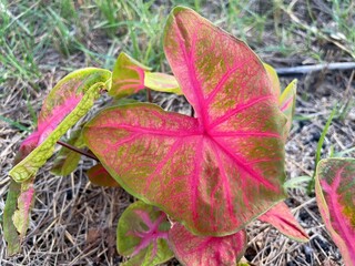 Heart shape leaf pink