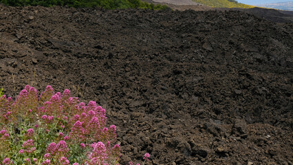 Beautiful contrast of delicate pink Valerian flowers - Centranthus ruber,  blooming against stark, dark background of volcanic rock on Mount Etna. Beauty nature in harsh, volcanic landscape.