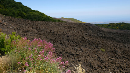 Beautiful contrast of delicate pink Valerian flowers - Centranthus ruber,  blooming against stark,...