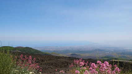 Beautiful contrast of delicate pink Valerian flowers - Centranthus ruber,  blooming against stark,...