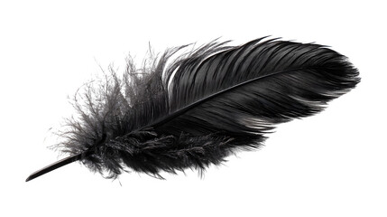 Black feather isolated on white