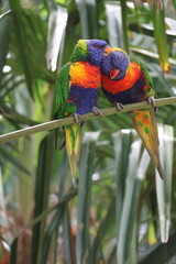 rainbow lorikeet parrot