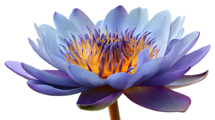 Blue lotus flower bloom isolated on white