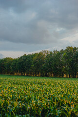 A beautiful summer landscape featuring a vast, vibrant green corn field leading up to a thick line of trees against a cloudy sky at dusk.