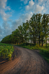  A winding dirt road runs alongside a field of young corn and a beautiful, thick line of trees, all captured under a vibrant blue and white cloudy sky at dusk.