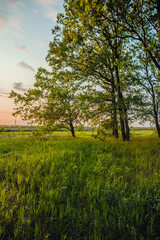 Fototapeta premium A serene and vibrant summer landscape at sunset, with a lush green field and a group of large trees in the distance, bathed in the soft, warm light of the late afternoon.
