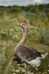 A photograph of a domestic goose in a meadow.