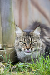 Liegende Maine Coon Katze im Garten