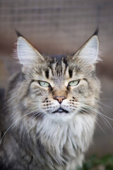 Maine Coon Katze auf der Terrasse