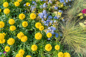 Yellow marigold flowers and blue ageratum in a vibrant garden scene. Bright yellow and blue flowers...