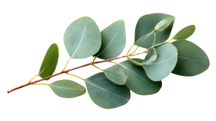 Eucalyptus twig with small leaves isolated on white