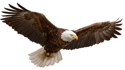 Flying eagle bird isolated on white