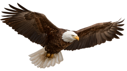 Flying eagle bird isolated on white